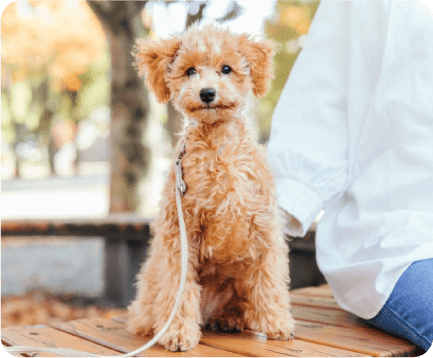 犬