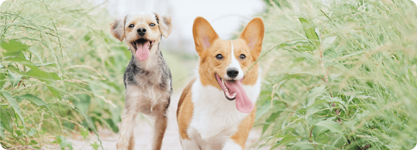 犬