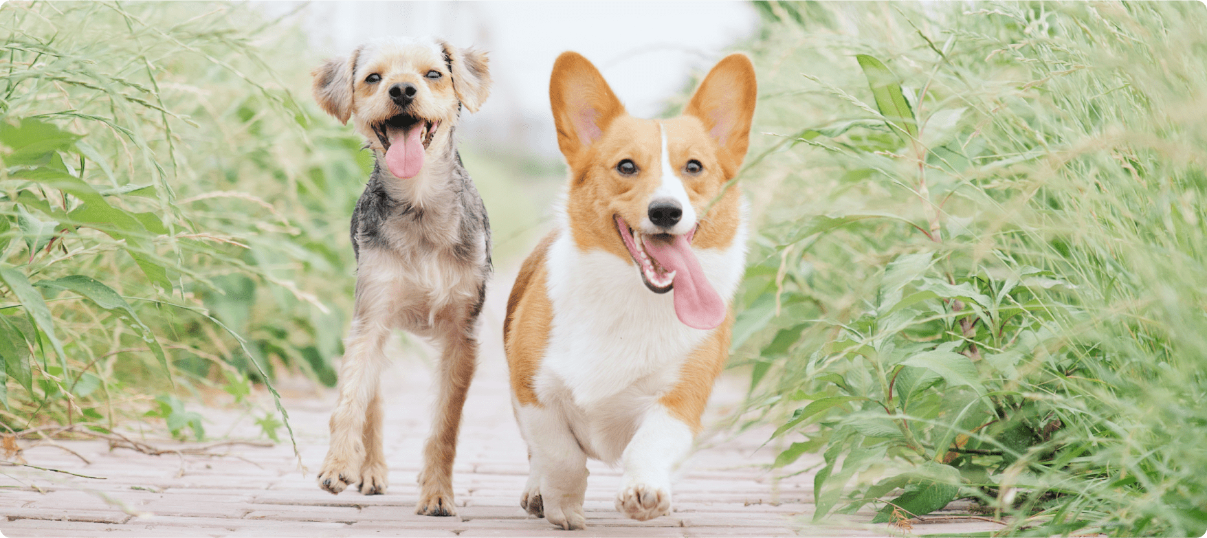 草原を走る2匹の犬